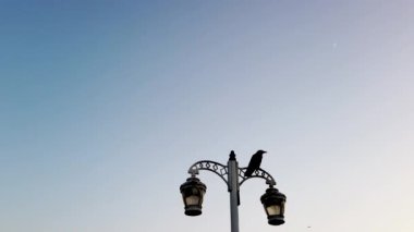 Siyah karga mavi gökyüzü ile gün batımında bir sokak lambası üzerinde oturan