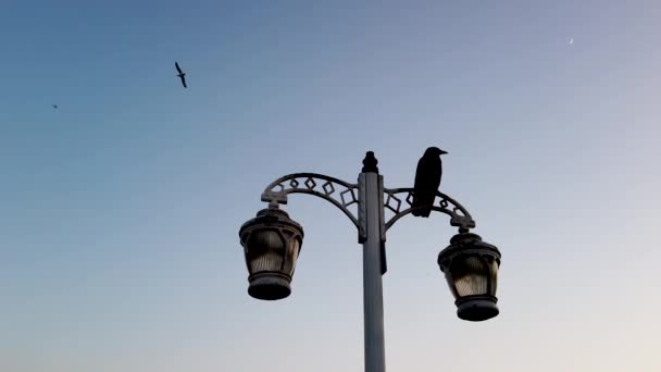 青空と夕焼けの街灯に座る黒いカラス — ストック動画