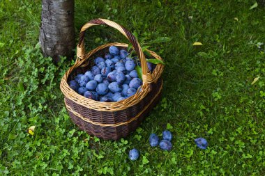 Taze hasat lezzetli ve sulu erik erik ağacı ve bir meyve bahçesi içinde yanı sıra çim üzerinde kahverengi sepet içinde