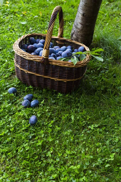 Frisch Geerntete Köstliche Und Saftige Pflaumen Einem Braunen Korb Auf — Stockfoto