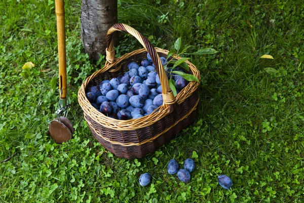 Freshly Harvested Delicious Juicy Plums Brown Basket Resting Grass Plum — Stock Photo, Image