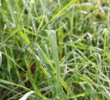 Çimenlerdeki çiy tanesi