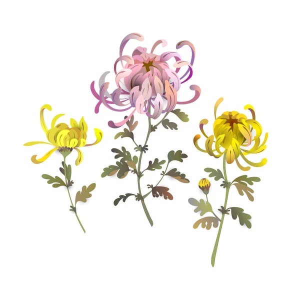 국화 꽃의 집합입니다. 꽃 부케 디자인 요소입니다. 노란색과 분홍색 국화 그림 — 스톡 벡터