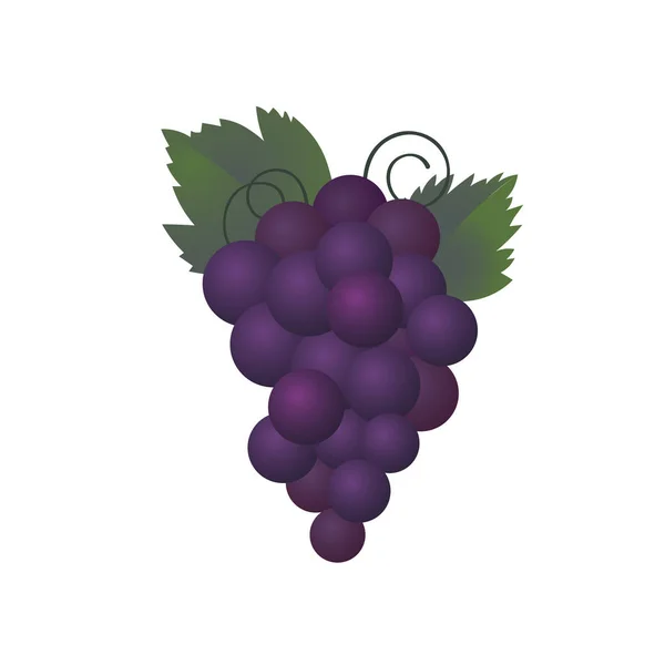 紫色のブドウの束 — ストックベクタ