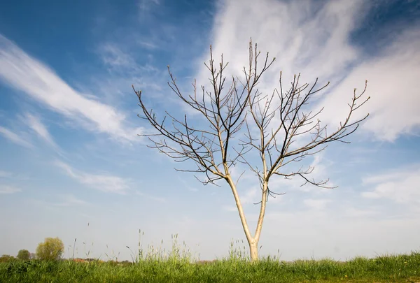 Yalnız ağaç ve bulutlu gökyüzü