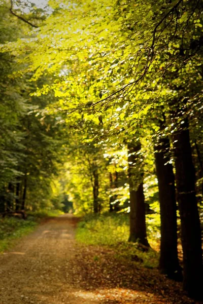 Sonbahar yakınındaki, güneş ışığı ormanda yol