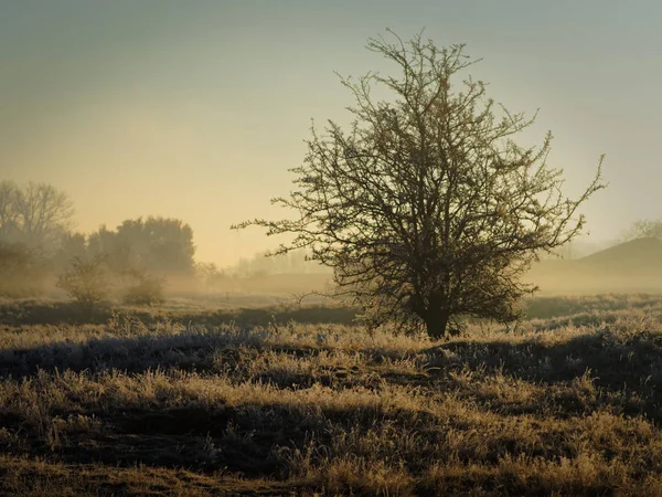 Зимовий Пейзаж Туманному Ранку — стокове фото