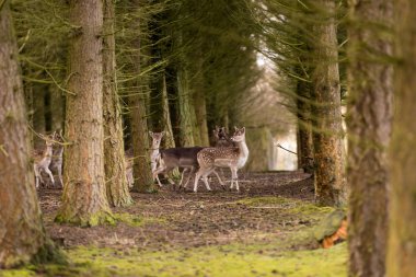 biri orada eğer ormandaki geyik