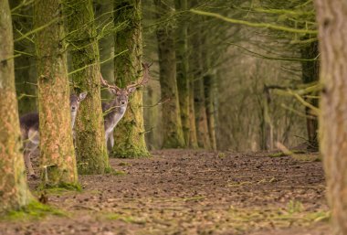 Bay ve Bayan deer birini arıyorum