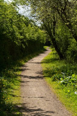 yeşil bitkiler güneşli bir yol