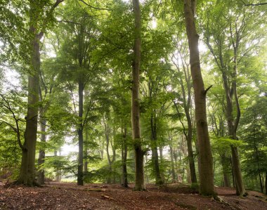 sisli ve güneşli sabahı Kleve yakınındaki Beechwood orman