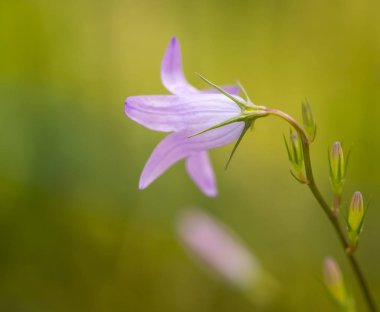 çayır bellflower, mor bulanık bir arka plan ile güzellik