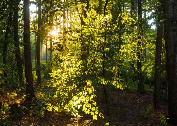 magic sunlight in the forest, Uedemer Hochwald