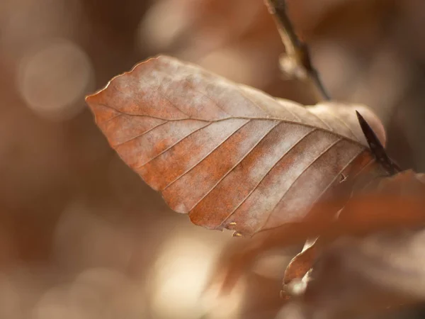 kahverengi bokeh daireler içinde belgili tanımlık geçmiş ile bir kayın ağacı yaprağına