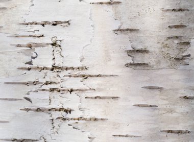 huş ağacı kabuğu yakın çekim öğleden sonra güneş ışığında