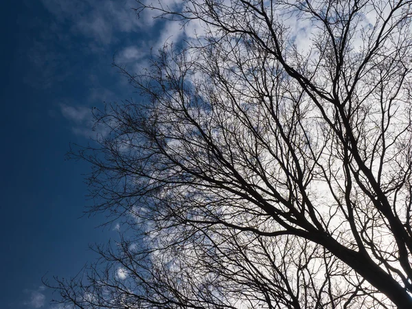 çıplak ağaçlar ve mavi gökyüzü beyaz bulutlar ile