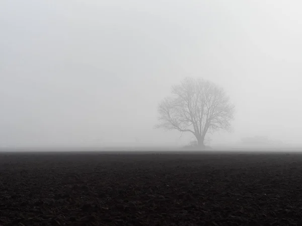 孤独的树在薄雾背后的耕田 — 图库照片