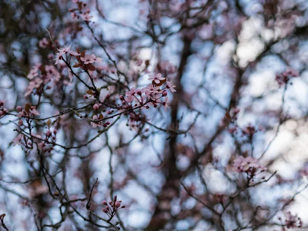 bahar ve arka plan bulanık yeni pembe kiraz çiçekleri