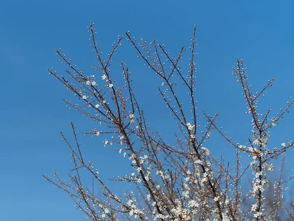 bahar ve mavi gökyüzü yeni beyaz kiraz çiçekleri