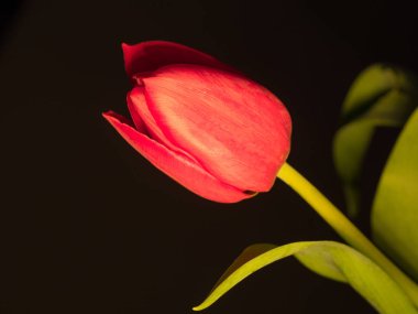 kırmızı lale ve siyah arka plan