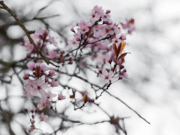 bahar ve mavi gökyüzü yeni pembe kiraz çiçekleri