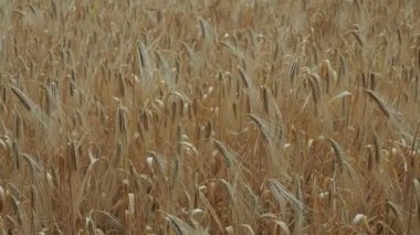 Arpa rüzgarla bir sıcak yaz gününde taşır.