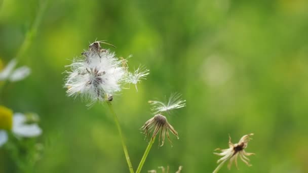 Альпинистский Жук Пыльца Танцуют Ветру — стоковое видео