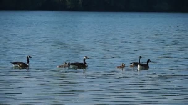 Gansos Canadienses Nadando Con Gosling Lago — Vídeo de stock