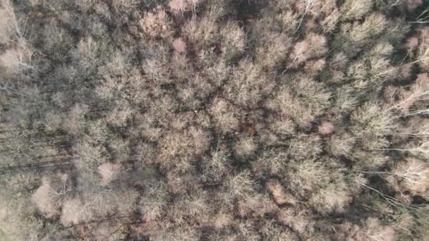 Luchtfoto Van Een Herfst Bos Beweegt Wind — Stockvideo