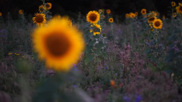 Field Sunflowers Sundown — Stock Video