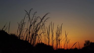 çim ve turuncu gökyüzü güneş battıktan sonra silüeti