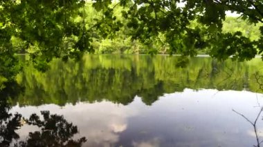 Meşe ağaçları diğer kıyıya bakarak Moyland göl kıyısında