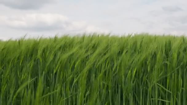 Зерновые Поля Сильном Ветре Закрываются Облачный День — стоковое видео