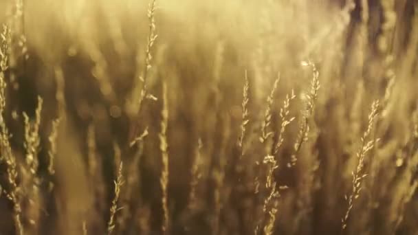 Droog Gras Verplaatsen Met Wind Bokeh Cirkels Dansen Onscherpe Achtergrond — Stockvideo