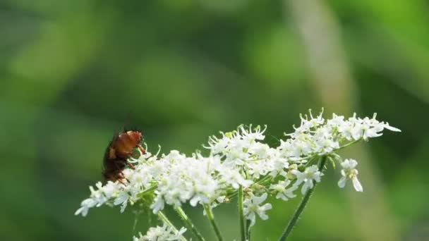 Σκαντζόχοιρος Μύγα Ένα Φυτό Της Τάξης Umbelliflorae — Αρχείο Βίντεο