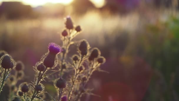 Violett Blühende Disteln Und Eine Wilde Wiese Bei Sonnenuntergang Verschwommener — Stockvideo