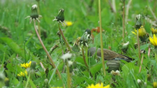 Pájaro Come Semillas Diente León — Vídeo de stock