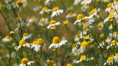 Rüzgar, hareketli papatya makro
