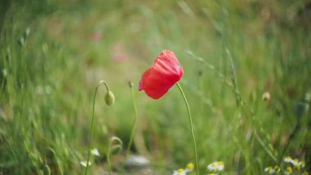 Amapola Roja Moviéndose Fuerte Viento Caluroso Día Verano — Vídeo de stock