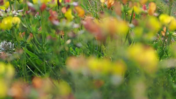 Trébol Amarillo Moviéndose Con Viento Fuerte Enfoque Moviéndose Atrás Hacia — Vídeos de Stock