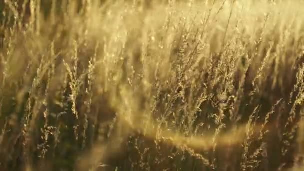 Golden Grass Moving Wind Bokeh Circles Background — Stock Video