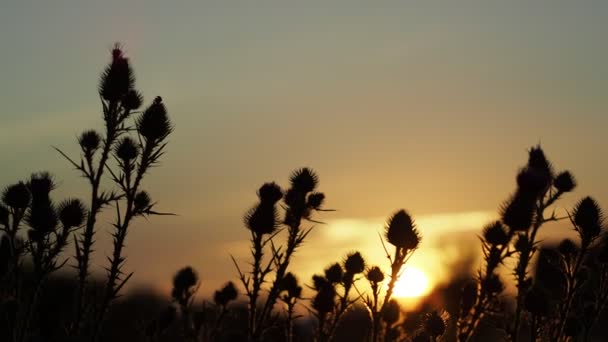 Silhouette Thistles Sunset — Stock Video