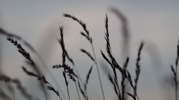 Herbe Sèche Déplaçant Avec Vent — Video