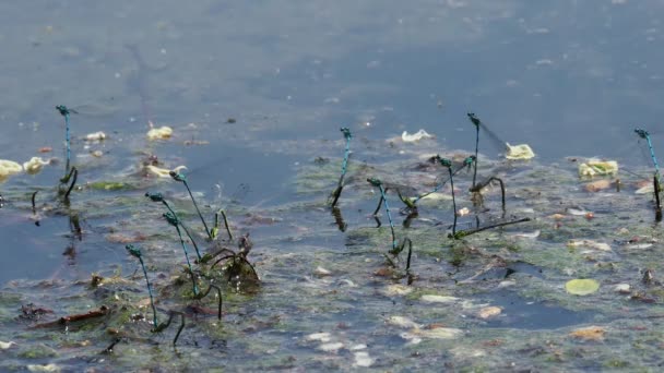 蜻蜓在湖岸附近产卵 — 图库视频影像