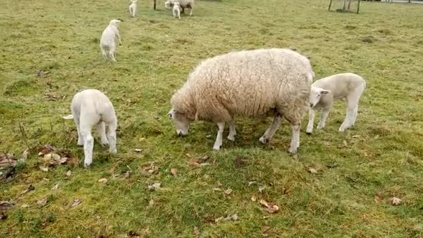 Πρόβατα Στο Λιβάδι Που Τρώνε Χόρτο — Αρχείο Βίντεο