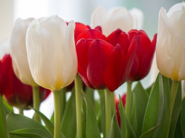 kırmızı ve Beyaz Laleler yakın çekim ve bulanık bir arka plan