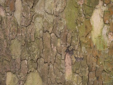 Eski bir yaprak ağacından baharda kabuk