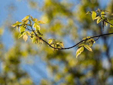Baharda ağaçta yeni yapraklar