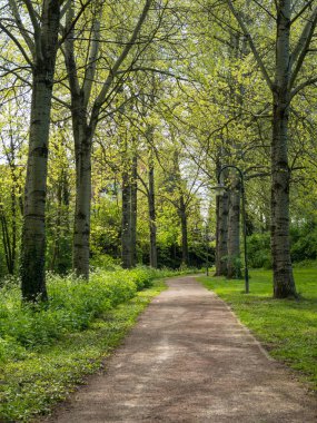 bahar yeni yaprakları ile ağaçlarda sokak