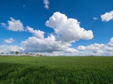 büyük beyaz bulutlar üzerinde yeşil çayır ve mavi gökyüzü güneşli bir günde